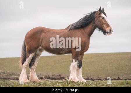 Clydesdale Heavy Horse à Field Banque D'Images