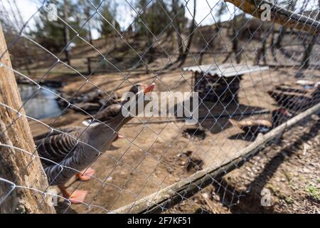 Oies de foie gras gris marchant jusqu'à leur maison d'oies une ferme traditionnelle d'oies Banque D'Images