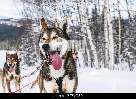 Gros plan sur le chien de traîneau husky de l'Alaska, heureux et enthousiaste, avec sa langue sortie. Banque D'Images