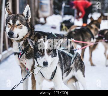 Des chiens de traîneau husky d'Alaska heureux et avides prêts à l'action lors d'une journée hivernale froide. Banque D'Images