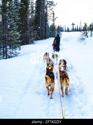 Chien en traîneau avec des huskies d'Alaska à travers une nature sauvage d'hiver. Banque D'Images
