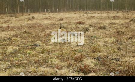 Couper la déforestation, couper l'exploitation forestière pieu de bois de l'industrie de bois abattu de clôtures, de souches et de nouveaux jeunes plantées plantant des arbres en pleine croissance Banque D'Images