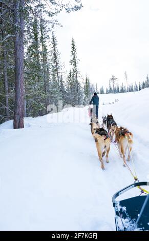 Chien en traîneau avec des huskies d'Alaska à travers une nature sauvage d'hiver. Banque D'Images