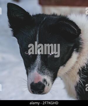 Gros plan sur un chien de traîneau Husky d'Alaska. Banque D'Images