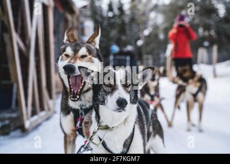 Des chiens de traîneau husky d'Alaska heureux et avides prêts à l'action lors d'une journée hivernale froide. Banque D'Images