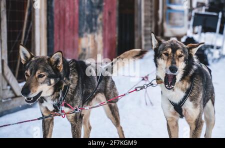 Des chiens de traîneau husky d'Alaska heureux et avides prêts à l'action lors d'une journée hivernale froide. Banque D'Images