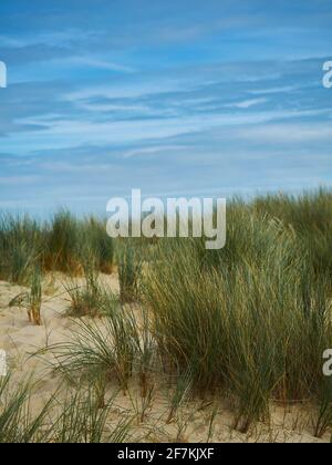 Les dunes de sable de Shell Bay, près de Bournemouth depuis un angle bas, avec de longues dunes luxuriantes, des plantes au sable doré et un ciel bleu vif partiellement nuageux. Banque D'Images