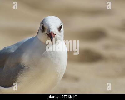 Gros plan portrait d'un mouette à tête noire sur fond défocalisé de sable doré. Banque D'Images