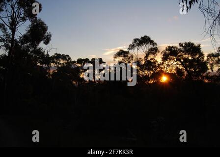 Coucher de soleil à travers les arbres au parc national de Churchill, Victoria, Australie Banque D'Images