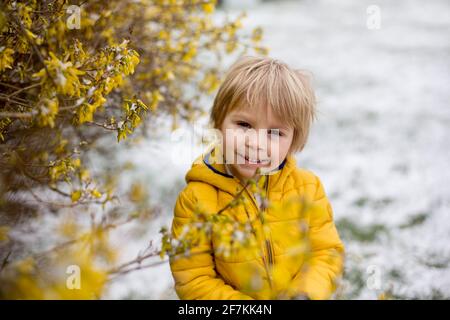 Mignon blond enfant, garçon, courir autour de la fleur de brousse jaune, temps de printemps, tout en neige, le temps de printemps inhabituel avec de la neige Banque D'Images