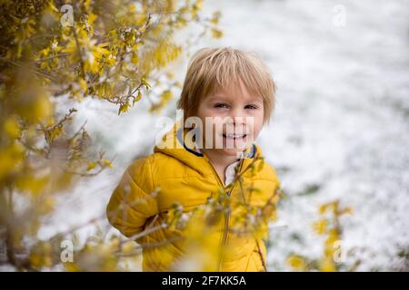 Mignon blond enfant, garçon, courir autour de la fleur de brousse jaune, temps de printemps, tout en neige, le temps de printemps inhabituel avec de la neige Banque D'Images