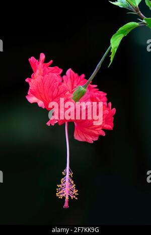 Fleur de rose de Chine (Hibiscus rosa-sinensis) dans un jardin du Costa Rica Banque D'Images