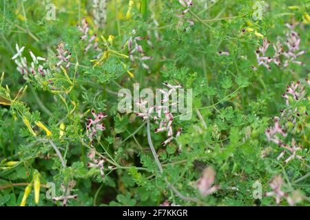 Fleurs de la zone humide de Marjal del Moros à Sagunto, Valence Banque D'Images