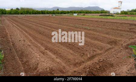 Champ fraîchement planté de tomates et de laitue Banque D'Images