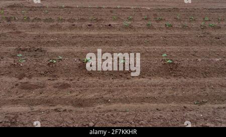 Champ fraîchement planté de tomates et de laitue Banque D'Images