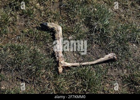 Cerf pied accident sauvage pied de cerf mort Banque D'Images