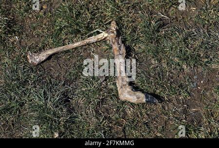 Cerf pied accident sauvage pied de cerf mort Banque D'Images