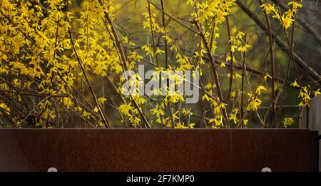 Parsythia jaune en fleurs au printemps pour Pâques Banque D'Images