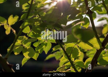 Lumière du soleil filtrage à travers les feuilles vertes création d'ombres et de motifs naturels Banque D'Images
