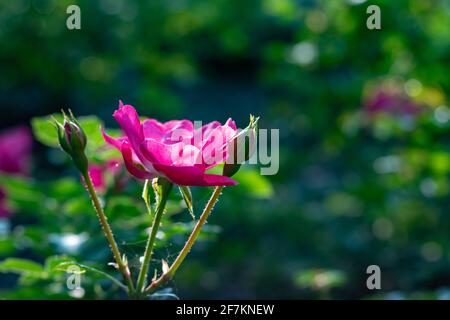 Rose fleur sur fond vert flou en été en Allemagne Banque D'Images