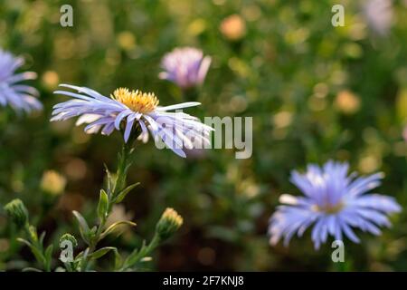 Gros plan et mise au point sélective de la fleur d'Aster Banque D'Images