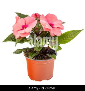 Impatiens walleriana fleur Banque D'Images