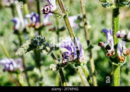 De belles fleurs violettes de sauge indica dans un brillant jour ensoleillé Banque D'Images