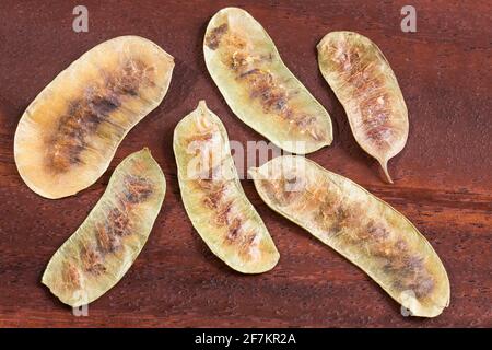 Acacia PODS - Senna alexandrina - Cassia acutifolia Banque D'Images