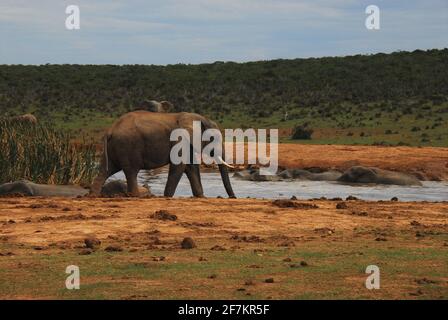 Un panorama merveilleux d'un troupeau d'éléphants sauvages nager, jouer et se baigner dans un étang sauvage de vallée en Afrique du Sud. Banque D'Images