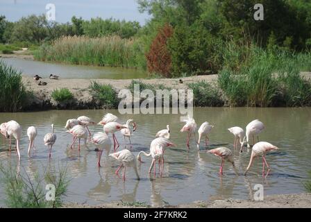 Jolis flamants au Parc ornithologique, Pont de Grau, Camargue, France Banque D'Images