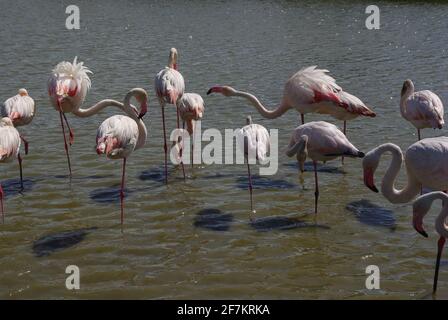 Jolis flamants au Parc ornithologique, Pont de Grau, Camargue, France Banque D'Images