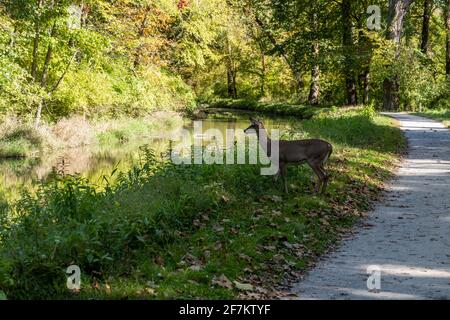 Deer se dirige vers la rivière le long de Towpath Trail dans la vallée de Cuyahoga Parc national Banque D'Images