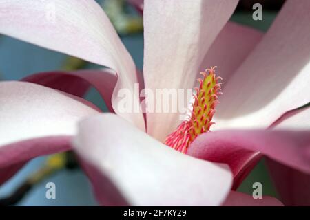 Gros plan d'une élégante fleur rose de Magnolia Sprengeri Diva (Magnolia Diva de Sprenger; Magnolia de Sprenger). Jardin anglais en mars Banque D'Images