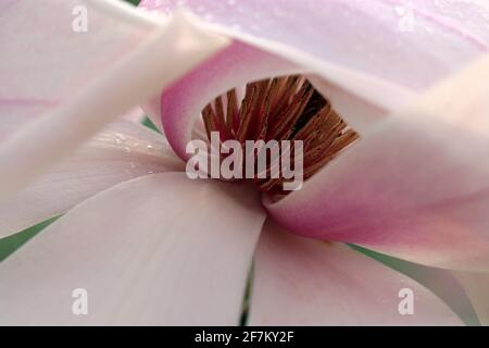 Une fleur de Magnolia Sprengeri Diva. Les charpels se trouvent à l'intérieur des pétales rose pâle (Magnolia Diva de Sprenger; Magnolia de Sprenger). Jardin anglais en mars Banque D'Images