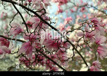 Les fleurs roses d'un arbre ornemental de Magnolia Sprengeri Diva, au ciel bleu et à l'herbe verte. Jardin anglais, mars Banque D'Images