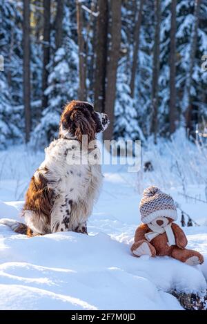 Jouet en peluche et chien de chasse dans la forêt d'hiver Banque D'Images