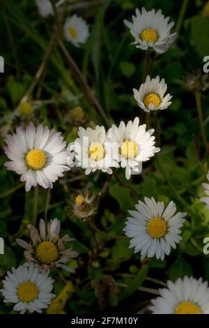 Guirlande, belles petites fleurs sur la prairie. Printemps beautés dans une herbe, des daises. Banque D'Images