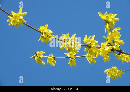 Forsythia x fleurs intermedia contre ciel bleu Banque D'Images