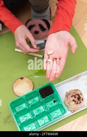 gros plan des mains de fille transplantant des haricots de petite plante de graines dans le contenant vert. Banque D'Images