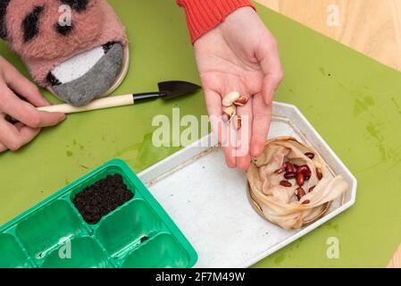 gros plan des mains de fille transplantant des haricots de petite plante de graines dans le contenant vert. Banque D'Images