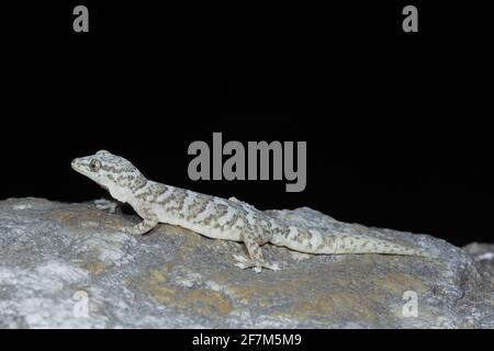 (210408) -- CHENGDU, 8 avril 2021 (Xinhua) -- photo prise par un chercheur chinois montre un Gekko jinjiangensis dans le comté de Derong, préfecture autonome tibétaine de Ganzi, dans la province du Sichuan, au sud-ouest de la Chine. Des chercheurs chinois ont découvert une nouvelle espèce de gecko vivant à haute altitude dans les provinces du Sichuan et du Yunnan, dans le sud-ouest de la Chine. Banque D'Images