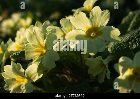 Primrosiers sauvages, primula vulgaris, poussant dans les bois - tôt le matin, printemps dans le Bedfordshire, Angleterre, Royaume-Uni Banque D'Images