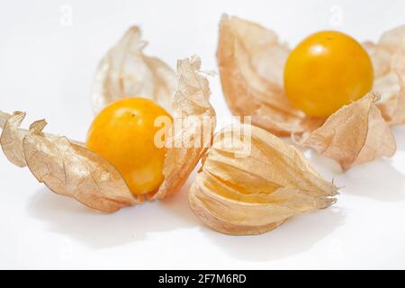 Baie dorée (baie de Cape) isolée sur fond blanc Banque D'Images