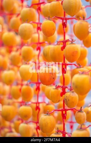 Persimmons séchés à l'air suspendus dans une salle de séchage Banque D'Images