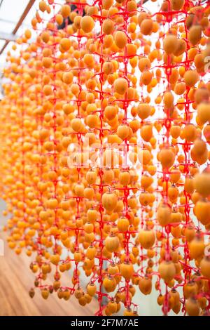 Persimmons séchés à l'air suspendus dans une salle de séchage Banque D'Images