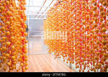 Persimmons séchés à l'air suspendus dans une salle de séchage Banque D'Images