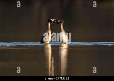 Grande paire de grebes à crête (Podiceps cristatus) exécutant une partie du rituel de la cour connu sous le nom de danse des mauvaises herbes. Banque D'Images