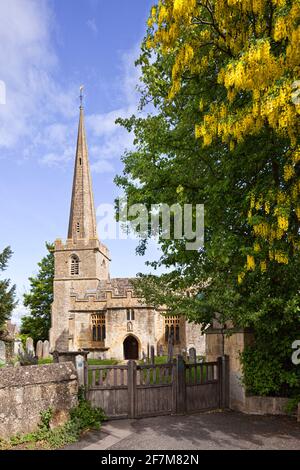 Un arbre de laburnum en pleine fleur à la porte d'entrée de l'église Saint-Michel et de tous les Anges dans le village de Stanton, Gloucestershire Royaume-Uni Banque D'Images