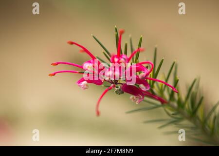 Grevillea rosmarinifolia (romarin grevillea), fleurs rouges sur la branche des arbres Banque D'Images