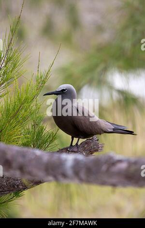 Brown Noddy (Anous stolidus) sur l'île Rodrigues Banque D'Images